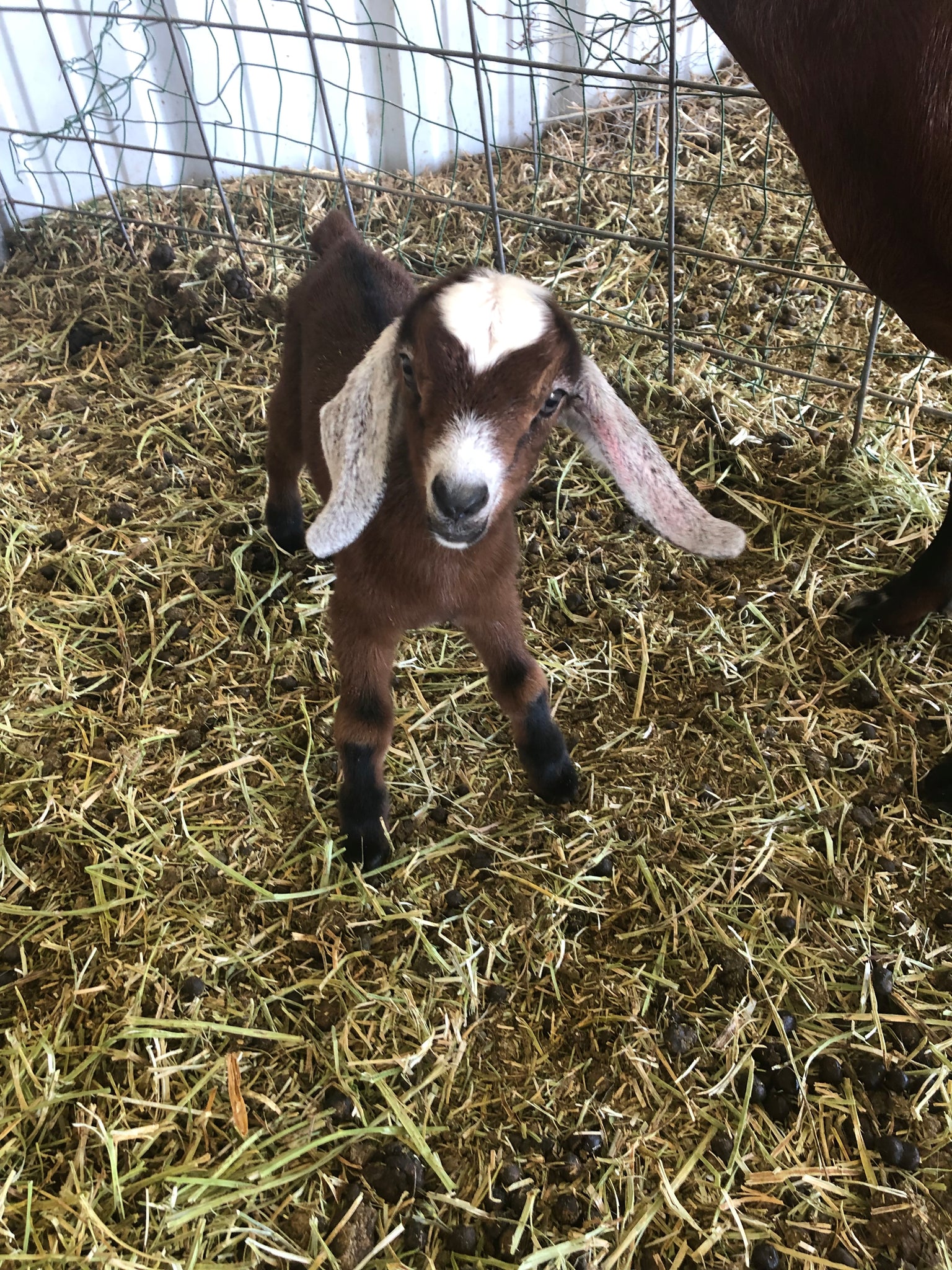 Espresso Goat Milk Tub Tea